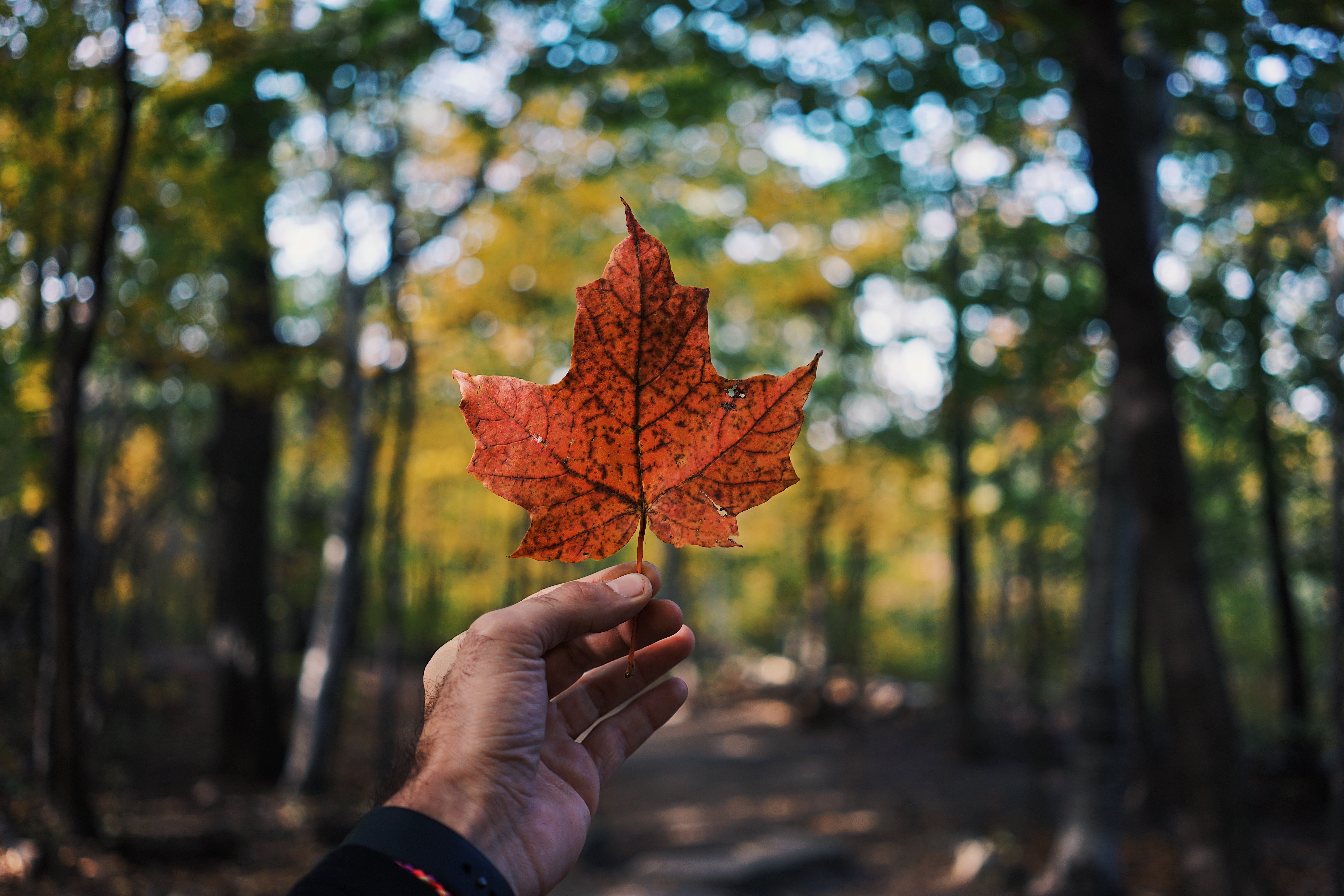 Certified translation services in Canada